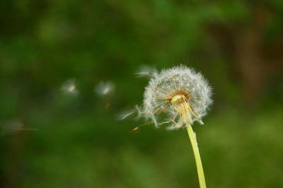 Close-up of dandelion flower