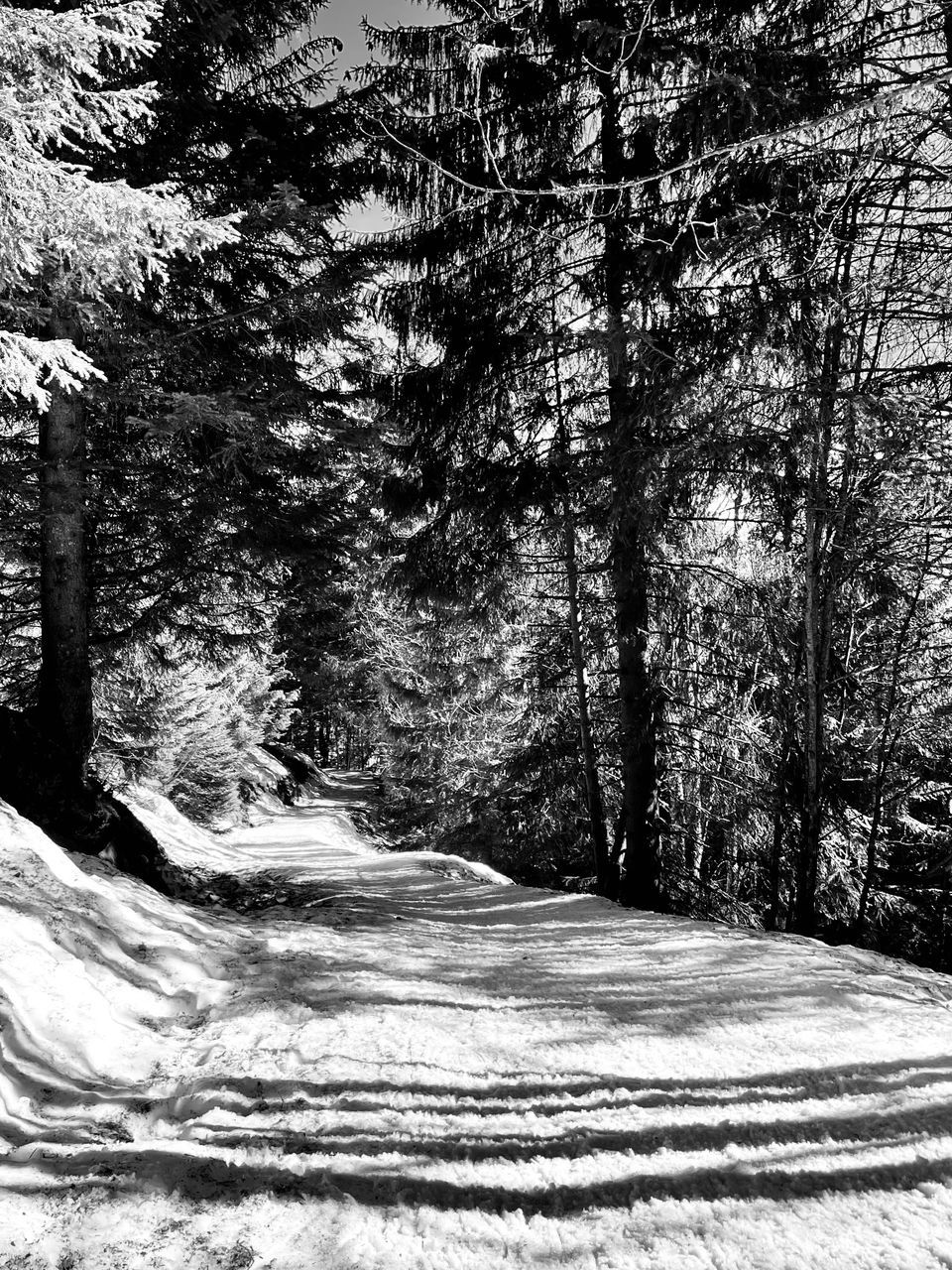 SCENIC VIEW OF SNOW COVERED LAND