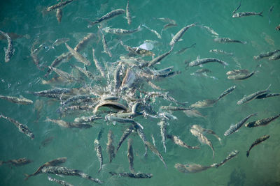 High angle view of fish swimming in sea