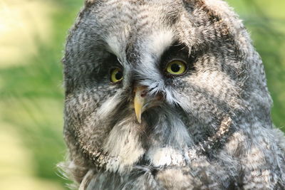 Close-up portrait of owl