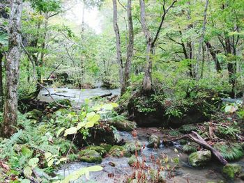 View of stream along trees in forest