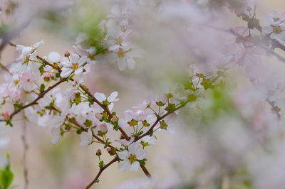 Close-up of cherry blossoms on branch