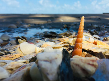 Close-up of shells on beach