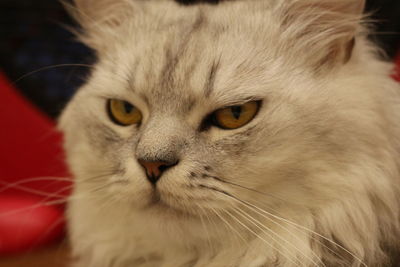 Close-up portrait of a cat