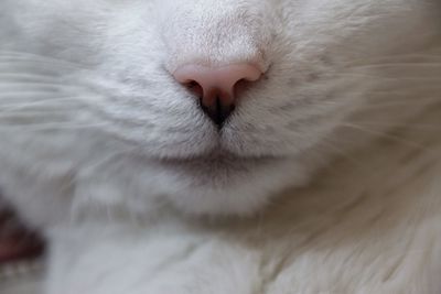 Detail shot of a cat
