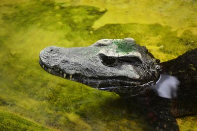 Close-up of a turtle