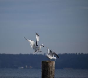 Seagulls flying over sea