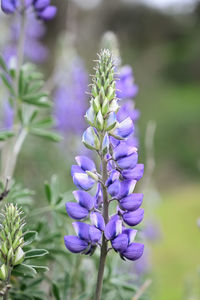 Close-up of purple flowering plant