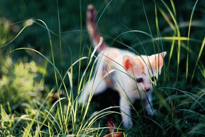 Close-up of horse on grass