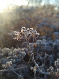 Close-up of snow