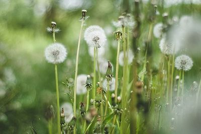 Close-up of dandelion on land