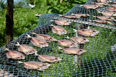 Fish in the sun drying on the net