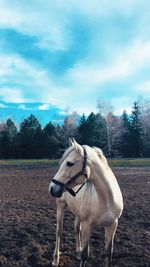 Horse standing on field against sky