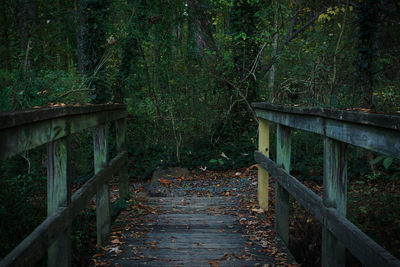 Footpath amidst trees in forest