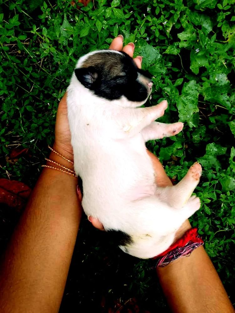 hand, one animal, human hand, real people, one person, pets, domestic animals, domestic, holding, mammal, human body part, vertebrate, plant, high angle view, personal perspective, lifestyles, leisure activity, outdoors, pet owner, finger, care