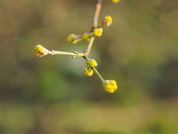 Close-up of yellow flowering plant