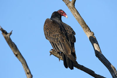 Low angle view of birds perching on tree