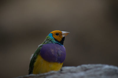 Close-up of bird