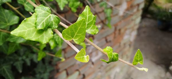 Close-up of green leaves on plant