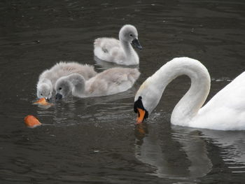 Swans swimming in lake