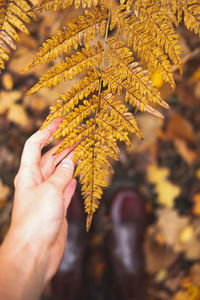 Close-up of hand holding maple leaves during autumn