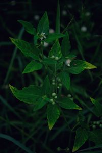 Close-up of raindrops on plant
