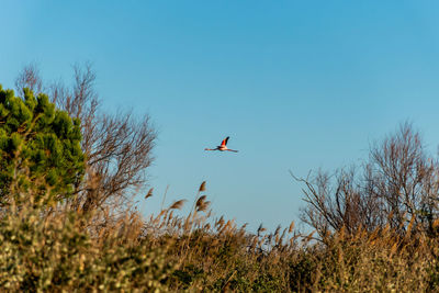 Low angle view of bird flying in the sky
