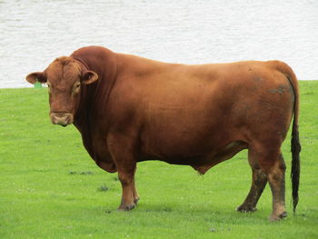 Cow standing on field