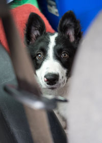 Close-up portrait of dog