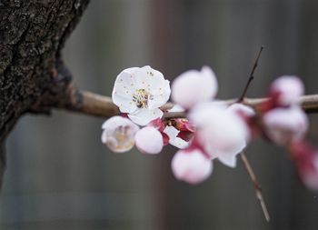 Close-up of apple blossoms in spring