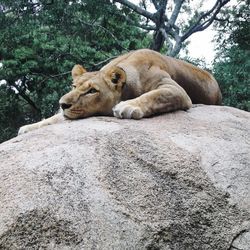 View of a lion resting on rock