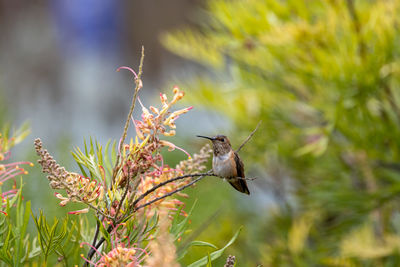 Close up view of an allen's hummingbird