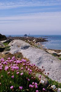 Purple flowering plants by sea against sky