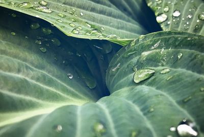 Full frame shot of raindrops on leaves