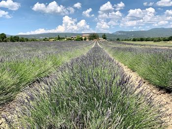 Scenic view of agricultural field against sky