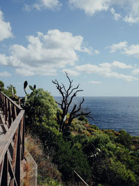 Plants by sea against sky