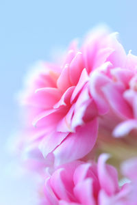 Close-up of pink rose flower