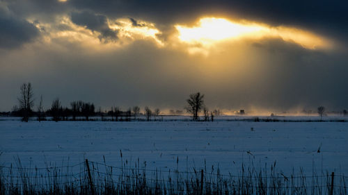Bare trees on field against sky at night