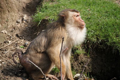 Monkey sitting on land