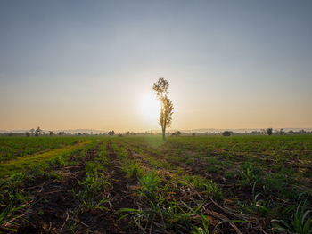 Scenic view of field against sky during sunset