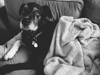 Portrait of dog sitting on sofa at home