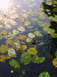 High angle view of lily pads in lake