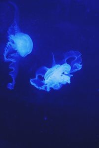 Close-up of jellyfish swimming in aquarium