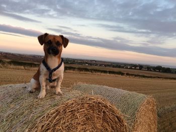 Dog on landscape against cloudy sky