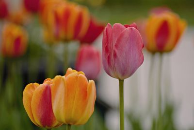 Close-up of pink tulips