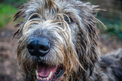 Close-up portrait of a dog