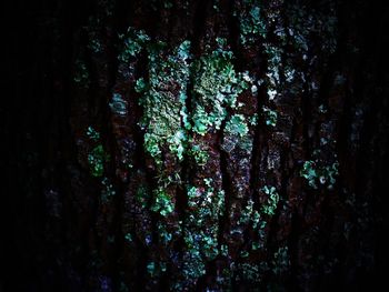 Full frame shot of trees in forest