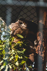 Close-up of an animal seen through chainlink fence