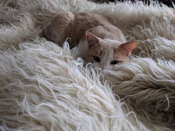 High angle view of cat resting