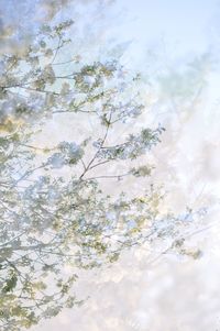 Low angle view of flowering tree against sky